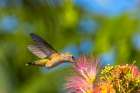 USA, New Mexico. Broad-tailed hummingbird feeding on mimosa blossom. Art Print